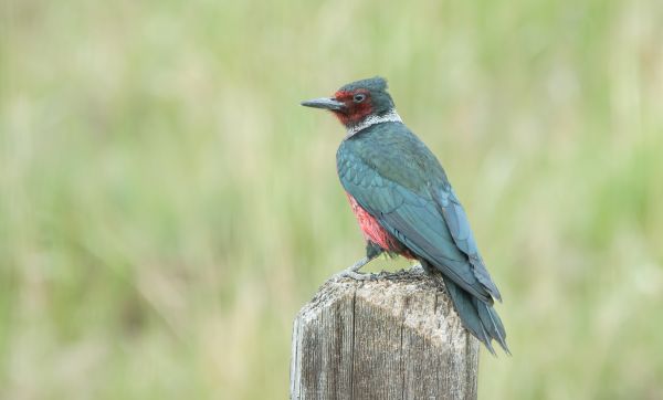 Cost of Woodpecker Hole Patching in Pleasant Grove