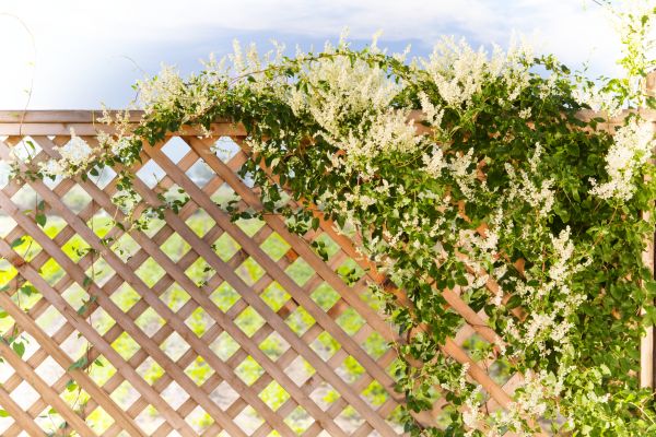 Cost of Lattice Repair in Pleasant Grove