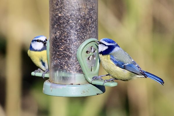 Cost of Bird Feeder Mounting Service in Pleasant Grove