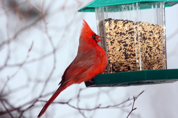 Cost of Bird Feeder Hanging in Pleasant Grove